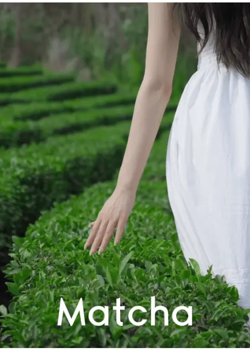 Tea fields in Guizhou